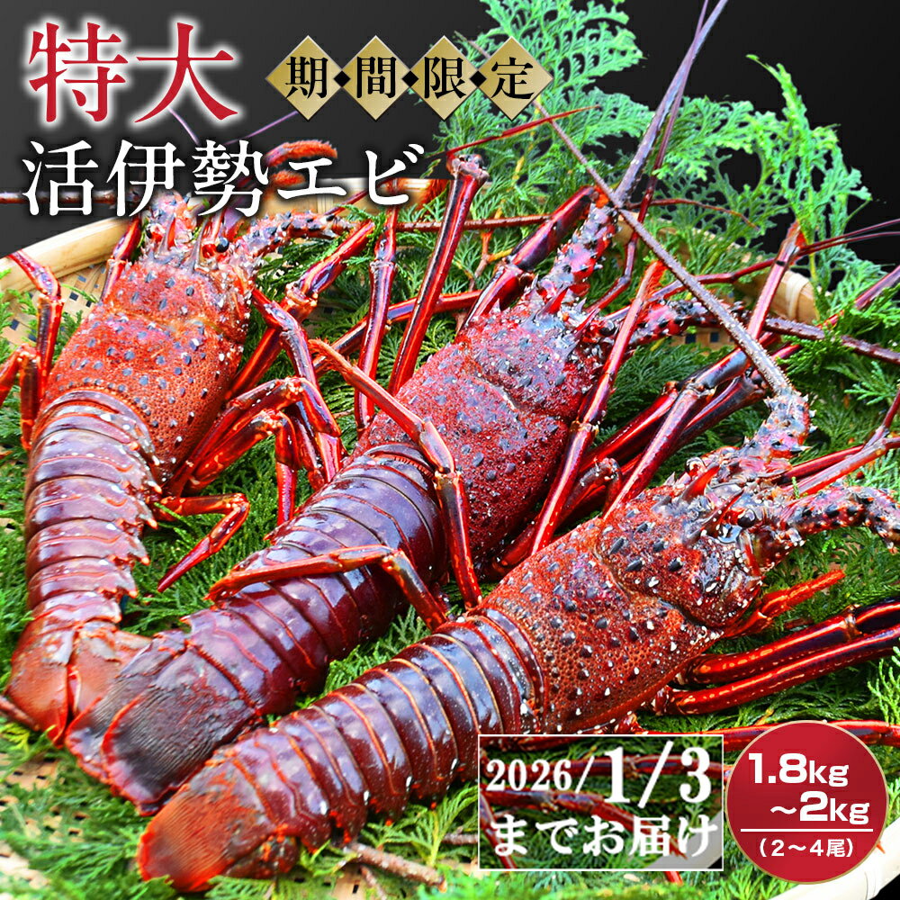 【ふるさと納税】特大活伊勢エビ1.8kg～2kg（2～4尾）（10/15～2026/1/3までお届け ※申込締切12/15）えび エビ いせえび イセエビ 高級 鮮魚 海鮮 産地直送 魚介 刺身 焼き物 汁物 ギフト 贈答 贈り物 祝い お祝い 歳暮 天然 海の幸 正月 MG-8
