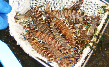 2026年1月発送:活きクルマエビ　1kg_魚介・海産物  エビ えび 海老_【配送不可地域：離島・北海道・沖縄県】【1052791】