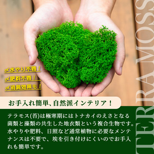 モスインテリア「ペンギン」(スプリンググリーン) ＜横200mm・高さ200mm・幅15mm＞ 観葉植物  苔 コケ テラモス インテリア 植物 【結び】 sh030-A
