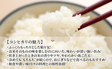 お米 千葉県産コシヒカリ 5kg×2 精米 ふっくら お米