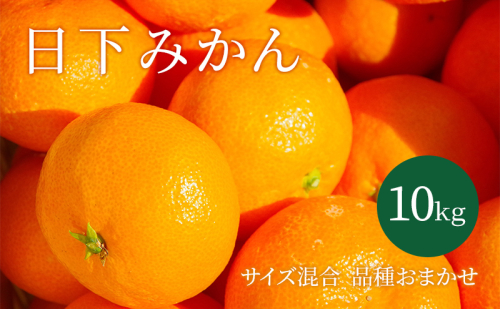 【2026年10月以降順次発送】日下みかん サイズ混合 2S～2L 10kg 秀品 果物類 柑橘類 フルーツ 農薬 有機肥料 光センサー 高品質 おいしい