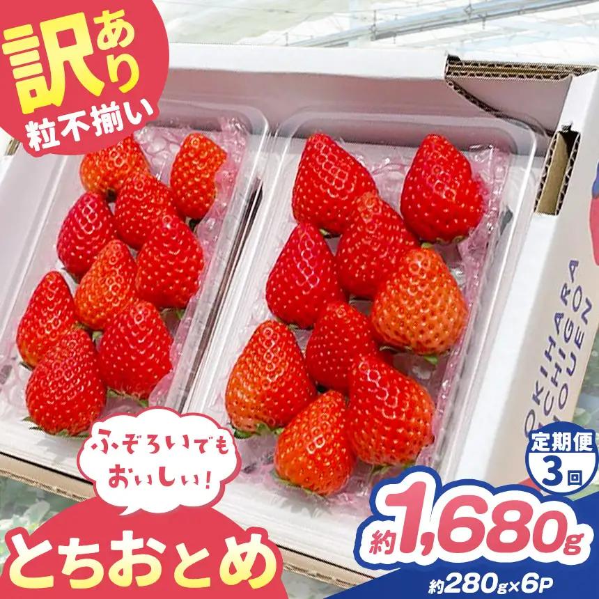 【定期便3回】訳あり 粒不揃い とちおとめ 1,680g (280g×6P)  | 栃木県 矢板市 澳原いちご農園