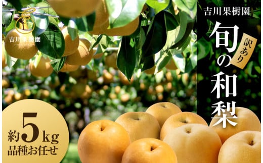 
            【先行予約】【訳あり】旬の和梨　約５kg（８月中旬～順次発送）【吉川果樹園】
          