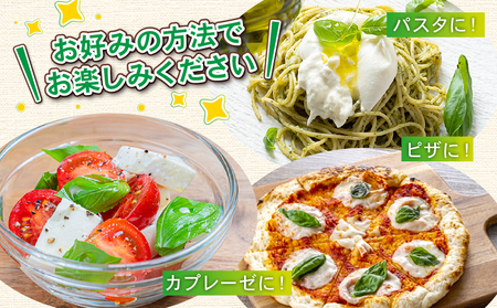 フレッシュ バジル 500g 本城ファーム ハーブ 生バジル ばじる はーぶ 香草 水耕栽培 野菜 やさい 美味しい 新鮮 イタリア料理 イタリアン パスタ ソース ジェノベーゼ マルゲリータ アレン