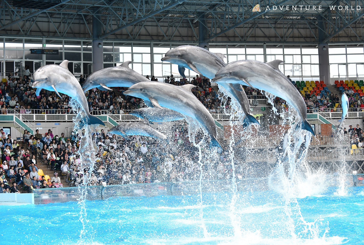 白浜町ふるさと納税 アドベンチャーワールド入園引換券 大人チケット（18歳上） 1枚