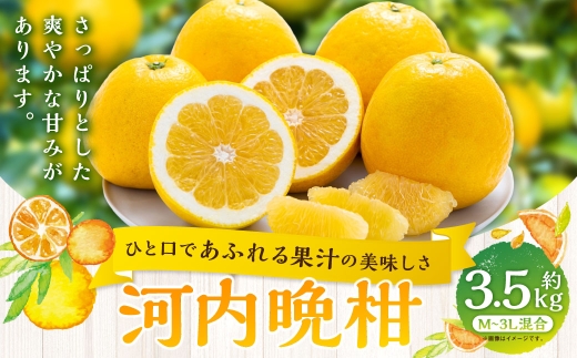 【 ひと口であふれる果汁の美味しさ 】 河内晩柑 約3.5kg みかん ミカン 柑橘 柑橘系 柑橘類 くだもの 果物 フルーツ 果実 果汁 果肉 国産 愛媛県産 【 2027年3月下旬～7月上旬 】 ( 1088 )