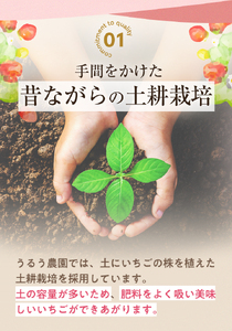 ＜全12回定期便(毎月)＞冷凍あまおう（計24kg:2kg×12回) いちご イチゴ 苺 あまおう 冷凍いちご 冷凍イチゴ 国産 福岡県 特別栽培 果物 フルーツ アイス ジャム 冷凍フルーツ ＜離島