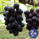 【ふるさと納税】【 2025年 先行予約 】 巨峰 2kg ( 種なし ) 石田ぶどう園 3房 〜 5房 ぶどう ブドウ 国産 果物 くだもの 葡萄 種無し フルーツ 2キロ 9月 10月 発送 秋 旬 品種 茨城県産 産地直送 産直 農家直送 冷蔵 茨城県 石岡市 送料無料 (G104)