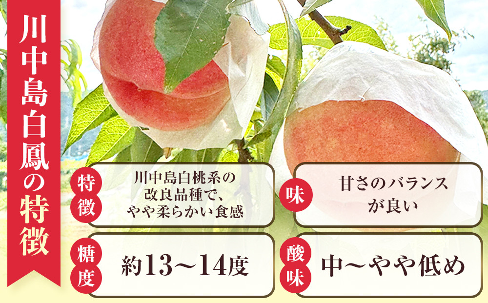 『先行予約』長野市で祖父母と孫が作る長野市産朝取り桃！川中島白鳳３キロ（８玉程度）　2026年８月上旬発送｜ 桃 川中島白桃 朝採り 産地直送 人気 おすすめ フルーツ 果物 旬 新鮮 大玉 甘い ジ