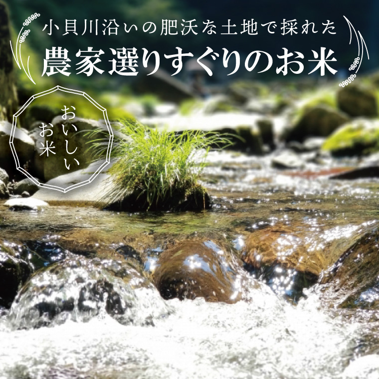 【数量限定】R7年産取手市産コシヒカリ 無洗米5kg|お米 米 こしひかり コシヒカリ 新米 白米 無洗米 茨城県 取手市（BS005）