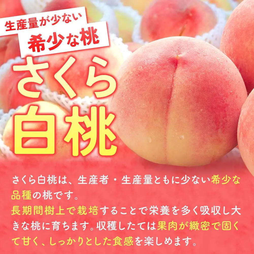 桃 さくら白桃 約1.5kg(5玉程度)【9月発送】桃