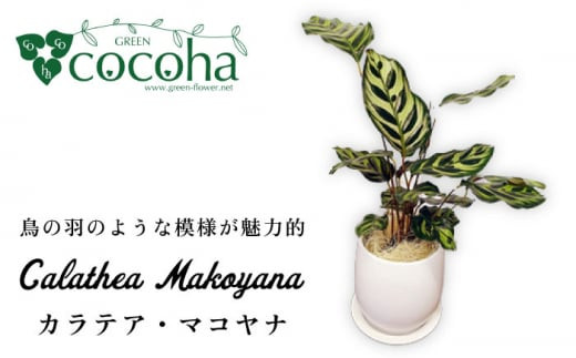 
葉模様が独特で美しい『 カラテア ・ マコヤナ 』 糸島市 / cocoha [AWB023] 観葉植物 グリーン
