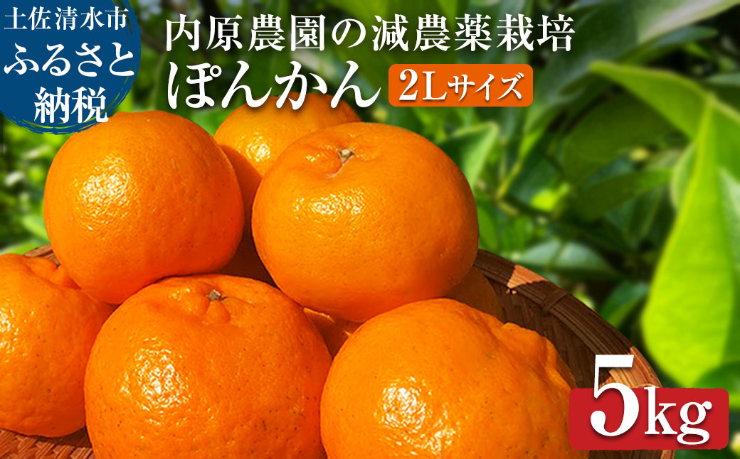 【令和８年発送】内原農園の減農薬栽培 ぽんかん（2Lサイズ）5キロ 贈答用 みかん 蜜柑 ミカン 柑橘 かんきつ ポンカン フルーツ オレンジ 果物 くだもの 甘い ジューシー 高知【R01098】
