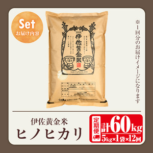 isa603 《数量限定・12回定期便》令和7年産 小北農場の新米 伊佐黄金米〈ヒノヒカリ〉(計60kg・5kg×1袋×12回) 鹿児島 伊佐 新米 お米 特別栽培米 伊佐米 白米 ヒノヒカリ ひのひ