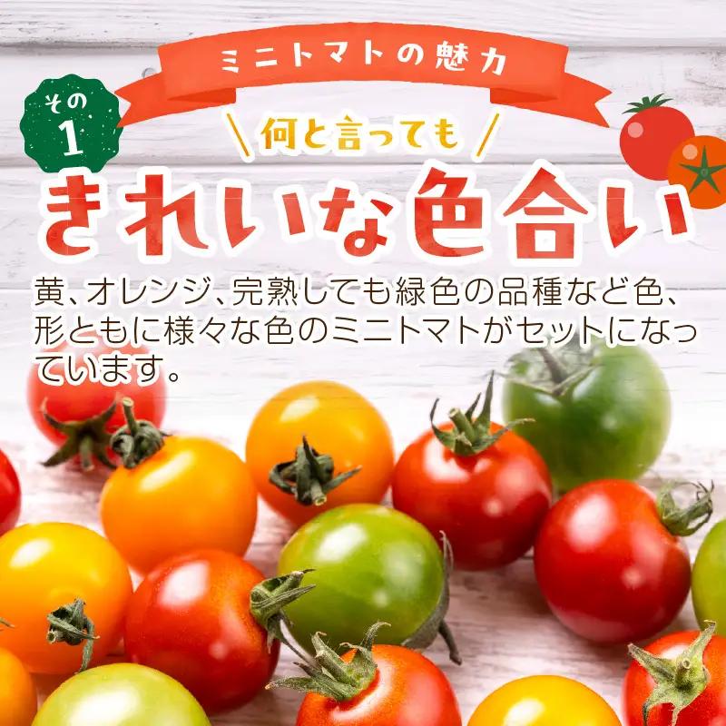 【トマト】訳あり春夏ミニトマト 1.5kg