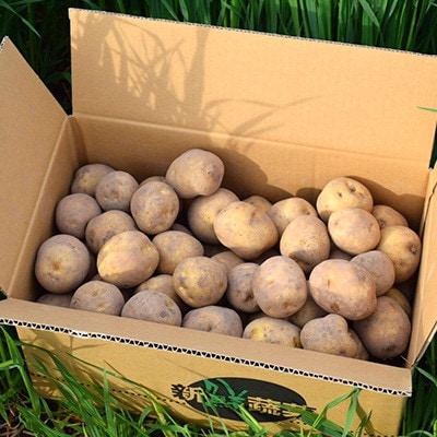 佐藤農場のじゃがいも「とうや」10kg【配送不可地域：離島・沖縄県】