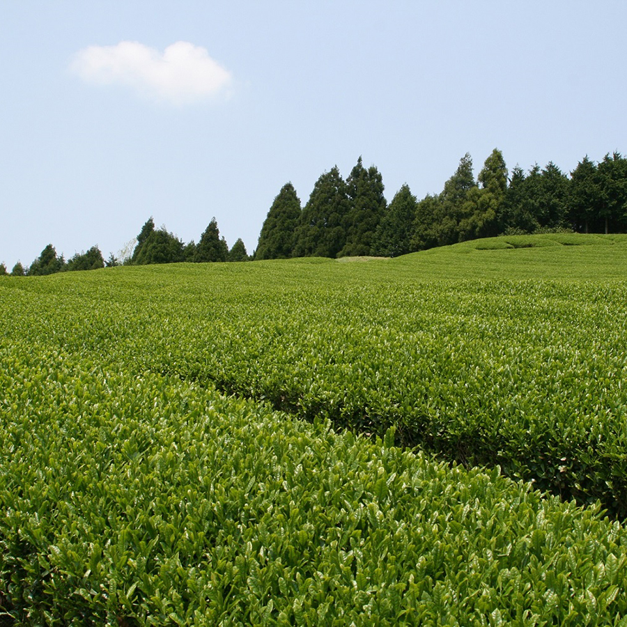 ほうじ茶詰合せ3缶木箱入