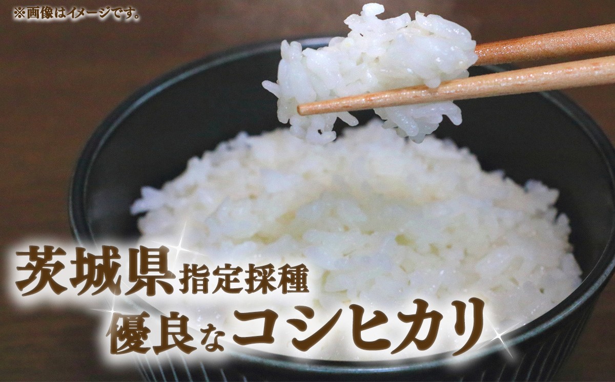 茨城県内で栽培されている上質なコシヒカリの種子