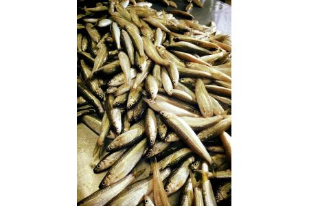 【琵琶湖に感謝！鮮・技・美味！　琵琶湖産　天然本もろこ使用】酢もろこ（本もろこ酢漬）【D016W】