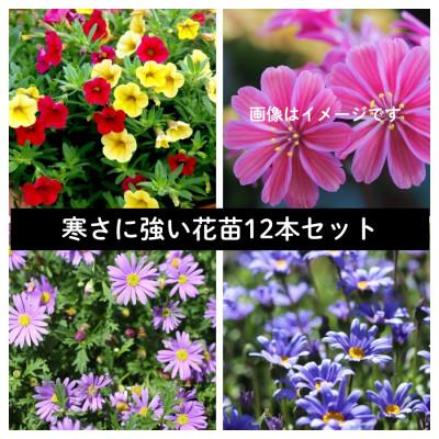 ふるさと納税 美作市 早春を飾る花苗セット【4月発送】　12ポット