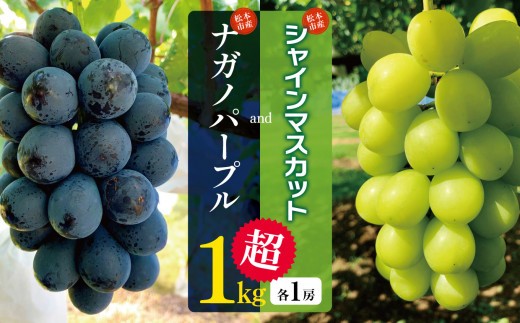 
                  【先行受付】 松本市産 シャインマスカット、ナガノパープル　各１房（１kg超）│贈答 プレゼント シャインマスカット しゃいんますかっと ナガノパープル ぶどう ブドウ 葡萄 くだもの 果物 ふるーつ フルーツ 長野県 松本市
                