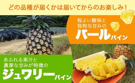 KABIRA パイナップル 訳あり ご家庭用 約3kg 4種のパインからお任せ ＜2026年6月から発送＞ | 石垣 パイン MF-002