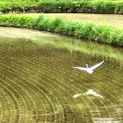 ふるさと納税 赤磐市 令和7年産 朝日 精米2kg  ホタル舞う里山の棚田 農薬 化学肥料不使用[NO5765-1423] |  | 03