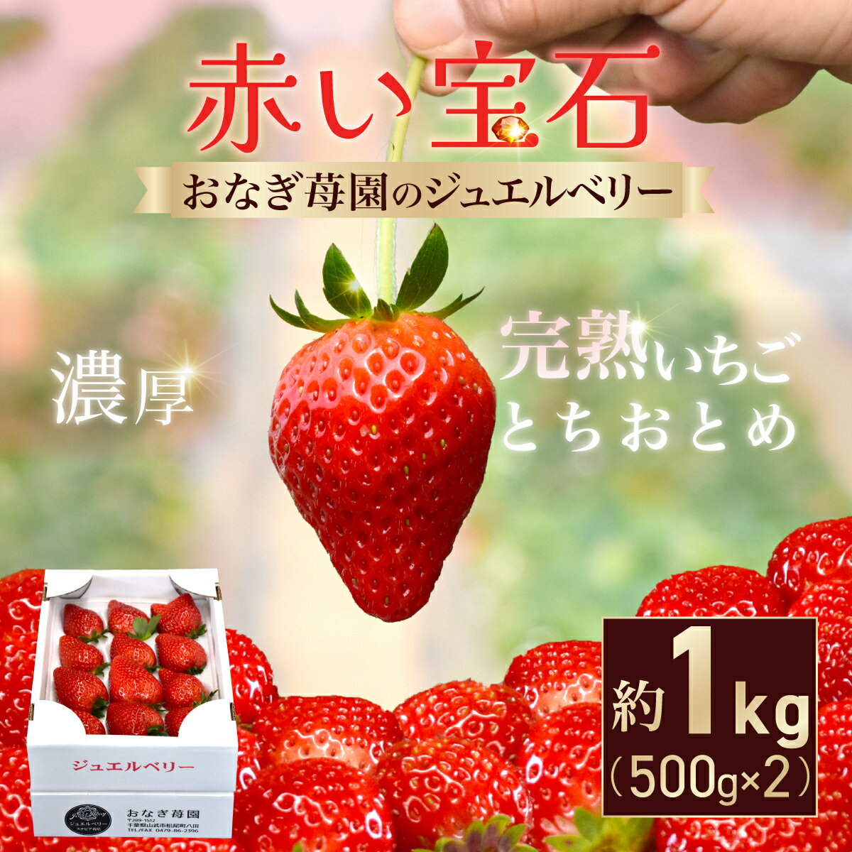 【ふるさと納税】【先行予約】【1月下旬から発送】赤い宝石 おなぎ苺園のジュエルベリー 完熟いちご とちおとめ 約1kg（約500g×2） SMCO002 ※離島（沖縄含む）への配送は不可
