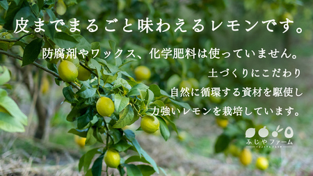 オーガニック 瀬戸内レモン 20kg 【2027年 1月 〜 5月 出荷】 先行予約