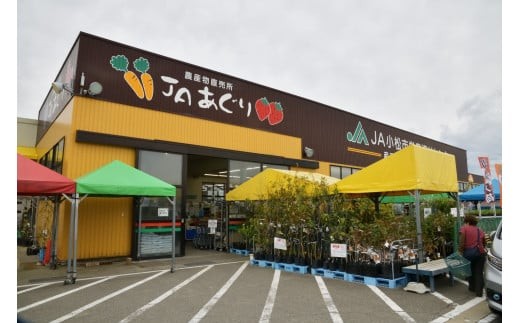 野菜 定期便 【野菜定期便 12ヶ月（毎月）】 季節の野菜詰合せ  12品目以上 定期便 12回 12カ月 12か月 1年 毎月 旬の野菜 朝どれ 採れたて 新鮮 おまかせ 詰め合わせ セット ご当地 厳選 やさい 地物 時短 仕送り用 旬 産地直送 直送 お取り寄せ お取寄せ 人気 おすすめ オススメ ランキング トマト 人参 石川県 小松市 JA小松市