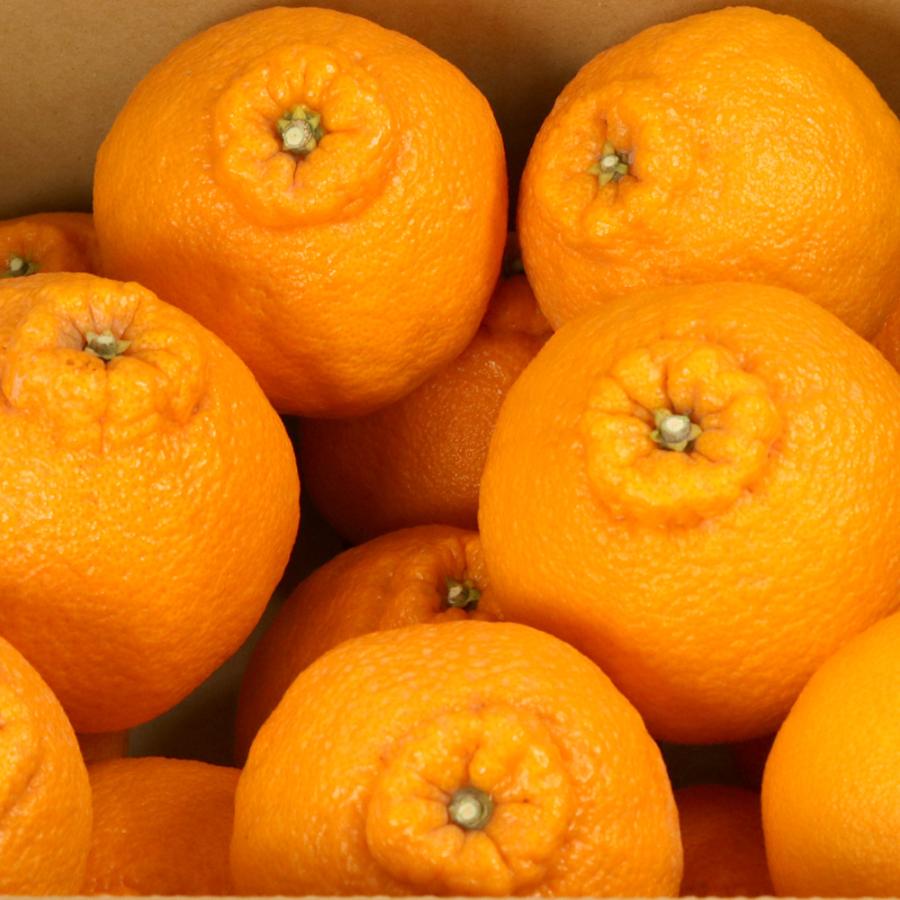 ＜池田鹿蔵農園＞「不知火」赤秀2.5kg