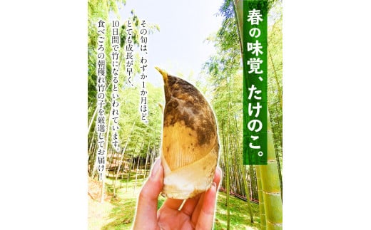【2026年3月先行予約】熊本県  掘りたて たけのこ 4kg タケノコ《2026年3月上旬-4月下旬頃出荷》 有限会社ニシムラ---mifune_nsm_2_4kg---st-p