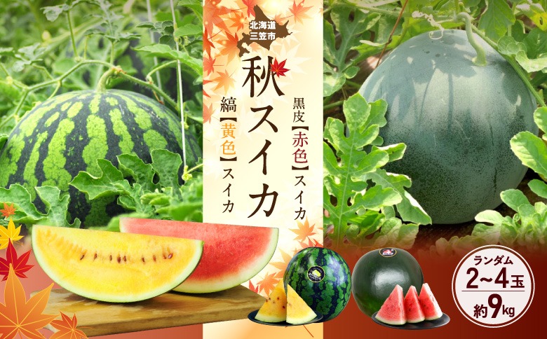 《2026年分受付中》秋に収穫される赤色スイカor黄色スイカ2～4玉(約9kg)【01149】
