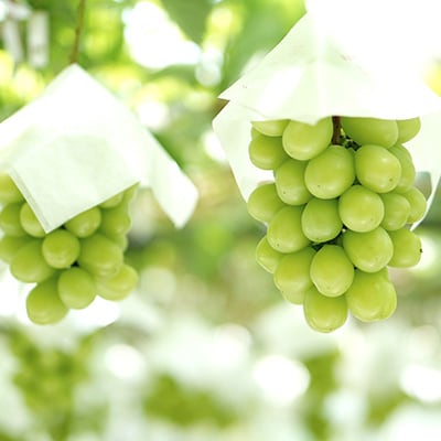 山梨市産シャインマスカット(匠) 3～4房 (2kg以上)【配送不可地域：離島】