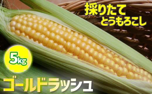 【早期予約】7月中旬発送開始予定 スイートコーン ゴールドラッシュ 5kg  ／ みうら農園 とうもろこし トウモロコシ 産地直送 農家直送