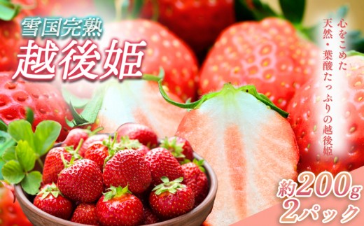 先行予約  いちご 新潟 雪国完熟越後姫 約200g×2P イチゴ 苺 フルーツ 果物 お取り寄せ ギフト 贈り物 上越 苺の花ことば