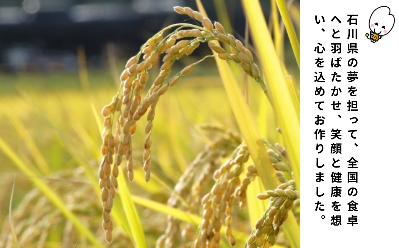 【令和7年産先行予約】小松産ゆめみづほ 精米 5kg 白米 米 こめ お米 石川県産 小松市産