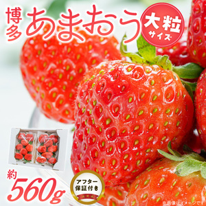 福岡県産あまおういちご　約280g以上×2パック（大粒）【3月～4月発送】 _ いちご あまおう 大粒 2パック 宇佐川農園 果物 フルーツ みずみずしい ジューシー 甘味 酸味 濃厚 ストロベリー パフェ ショートケーキ パンケーキ スムージー サンドイッチ ジャム 福岡県産 久留米市 お取り寄せ 送料無料 _Fi077-01