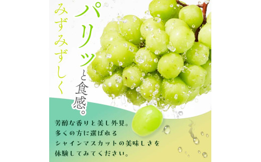 ＜2025年秋発送分先行予約＞大人気！復活！伊達市産 シャインマスカット 約1kg（2～3房）フルーツ 果物 ぶどう マスカット デザート 福島県 伊達市  ブドウ 葡萄 フルーツ くだもの 果実 食