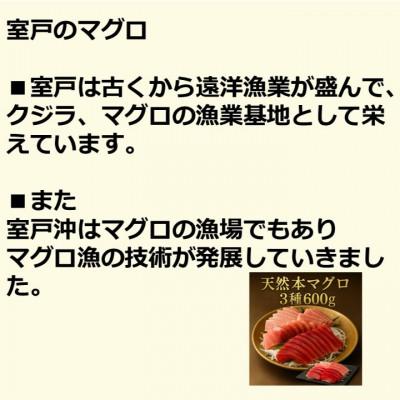 ふるさと納税 高知市 天然本鮪 大トロ 中トロ 赤身 セット(各約200g)【AM055】 |  | 03
