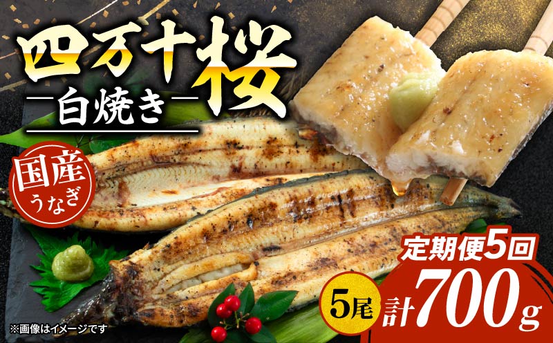 【通常用】【5回定期便】極上国産うなぎ四万十桜 白焼き約140g✕5尾 | うなぎ 鰻 ウナギ 白焼き 定期便 国産 四万十鰻 ウナギ 蒲焼き 調理済み タレ付き 頒布会 ギフト（お歳暮/お正月）高級 お取り寄せ グルメ 食べ比べ 冷凍