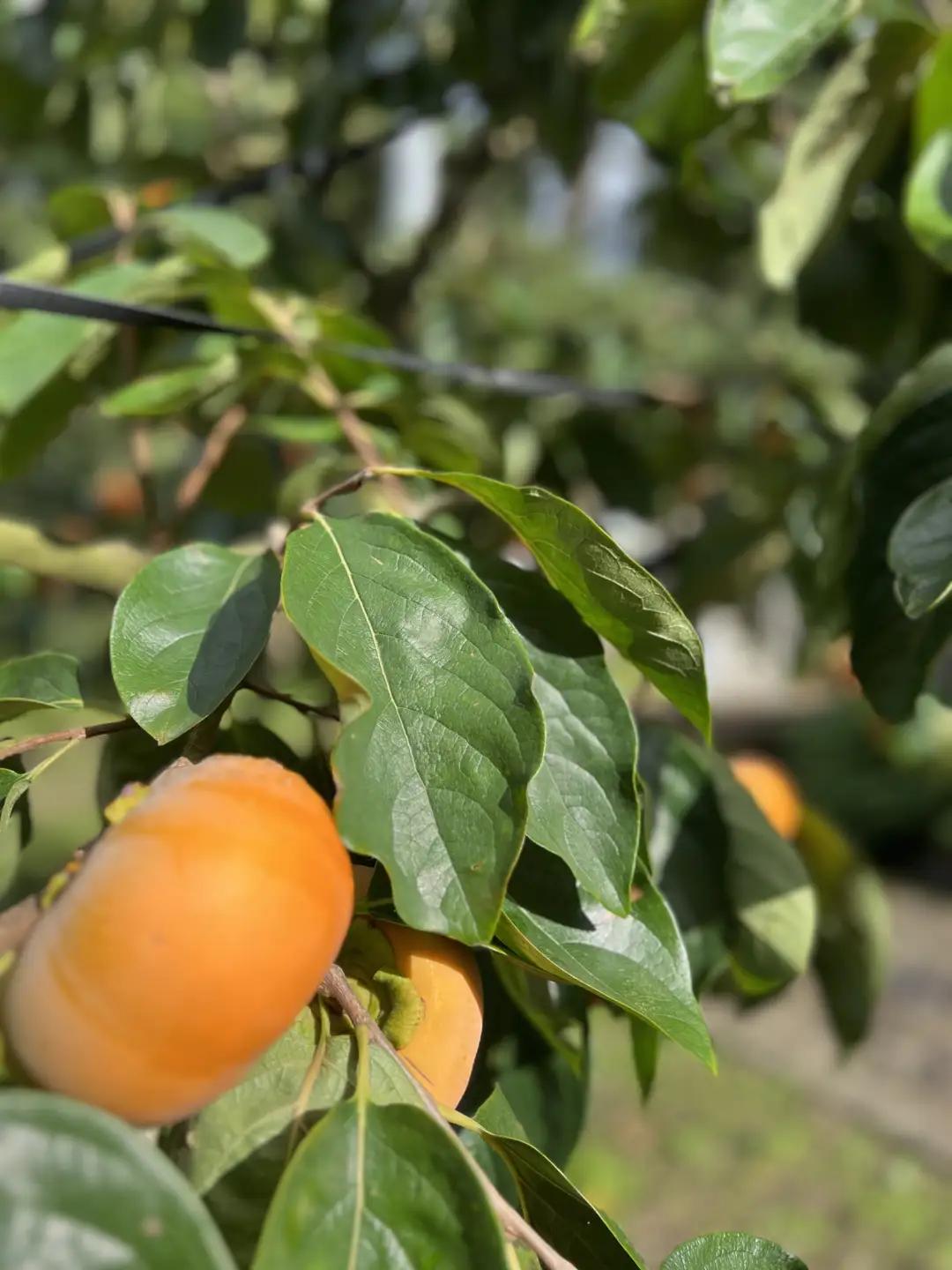 Y1057 鳥取県のブランド柿「輝太郎柿」 2kg