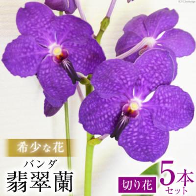 ふるさと納税 島原市 希少な花「華やかな恋」の予感 翡翠蘭(バンダ) 切り花5本 AG052