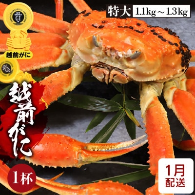 ≪浜茹で≫越前がに 特大サイズ × 1杯【1月発送分】【配送不可地域：離島】【1373522】