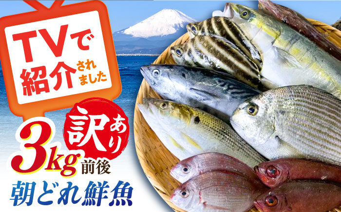 
                  【未利用魚】漁師直送！ 朝どれ 鮮魚 おまかせ セット 3kg前後 【有限会社勘網】 [AKDX002]
                