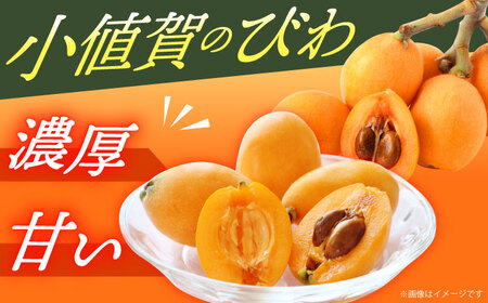 【先行予約】びわ 4パック【2026年6月発送】【神川農園】 [DBT006] びわ