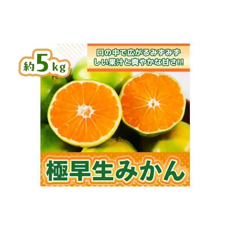 みかん 佐賀県産 極早生みかん みかん【5kg】