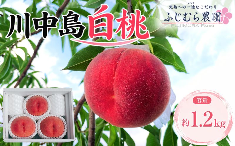 【8月下旬発送】 桃 川中島白桃 約1.2㎏ 先行予約 訳あり 盛岡市産 家庭用 白桃 完熟 もも モモ 果物 くだもの フルーツ 訳アリ 旬 産地直送 農家直送 デザート おやつ 自宅用 詰め合わせ 贈答 ギフト 朝採り 新鮮 甘い 人気 ジューシー ピーチ 夏 2026年 特産品 岩手県 盛岡市 東北 岩手 盛岡 ふじむら農園 fujimura001