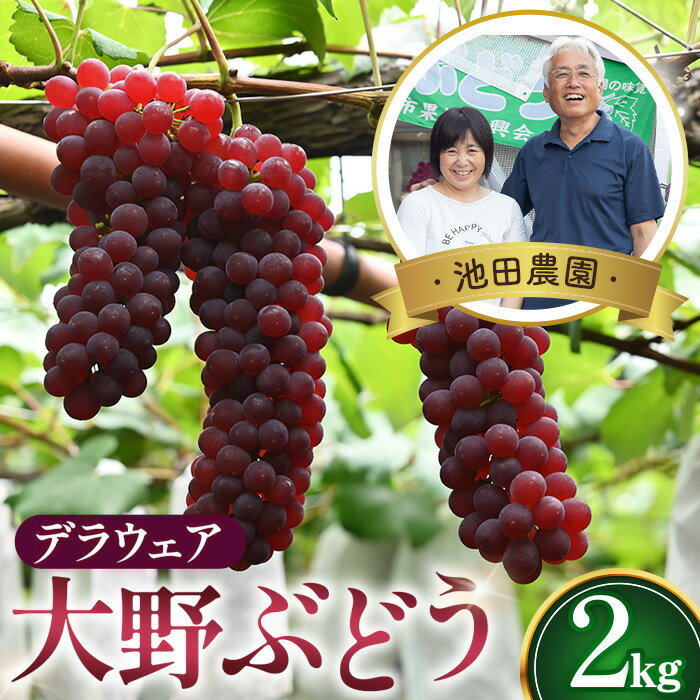 【ふるさと納税】No.250 【人気につき100セット限定】池田農園の大野ぶどう（デラウェア）約2kg / 高糖度 葡萄 ブドウ 果物 フルーツ 国産 送料無料 大阪府