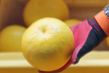 広畑農園 土佐文旦 5kg 贈答用 文旦